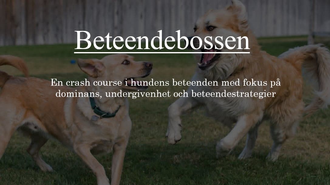 Beteendebossen