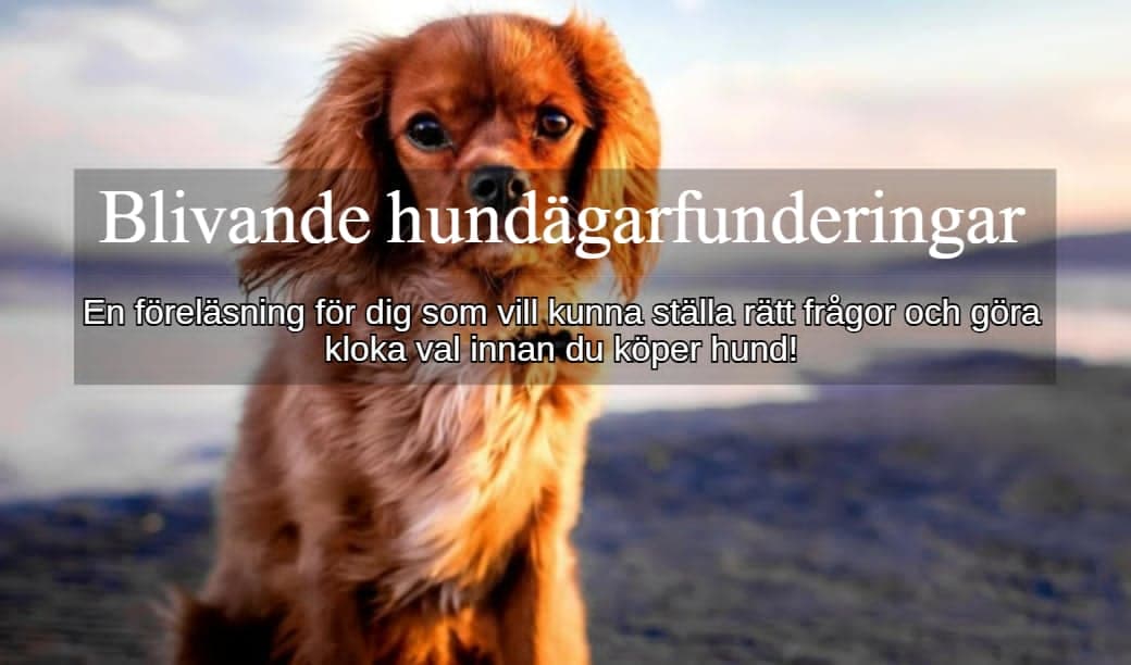 Hundägarfunderingar