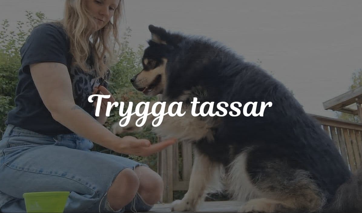 Trygga tassar