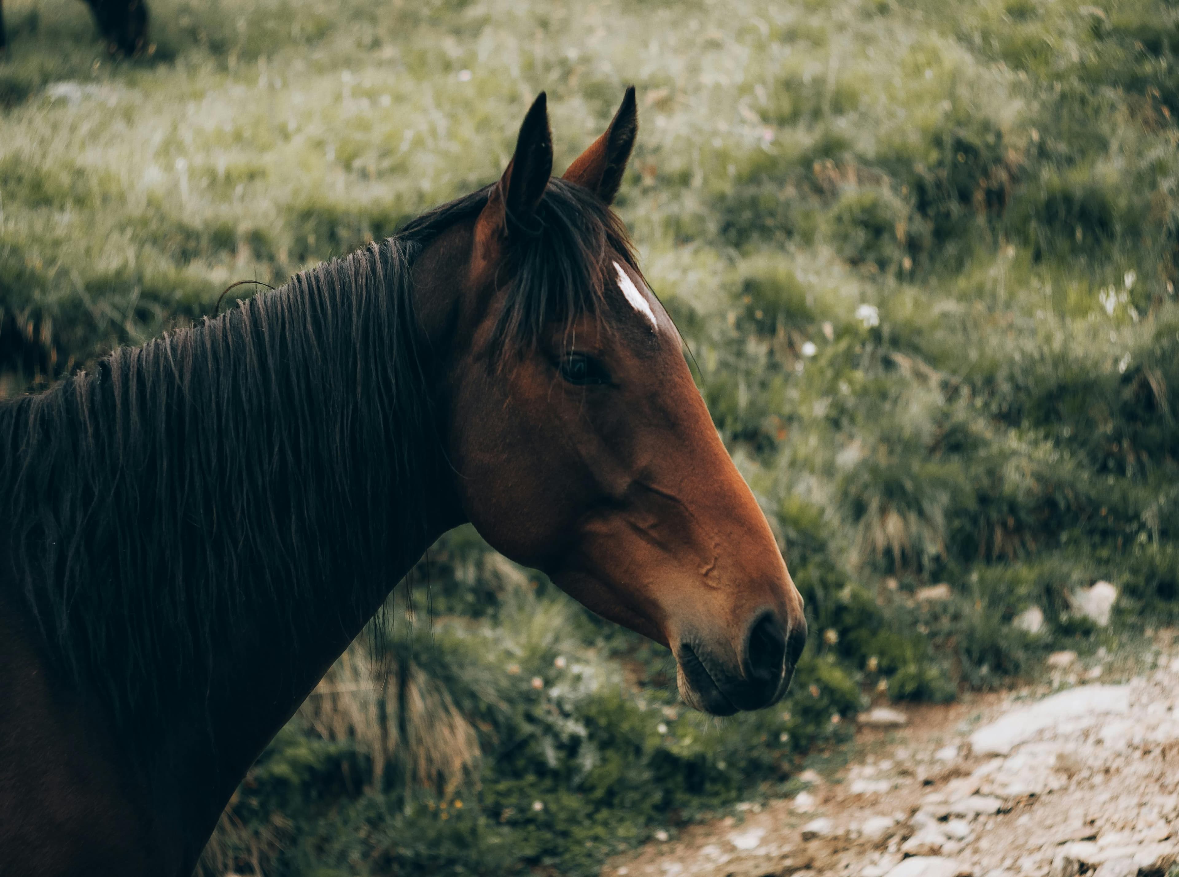 Horse background